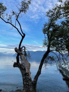 adopter un arbre Fondation Homme et Nature Thierry de Preux