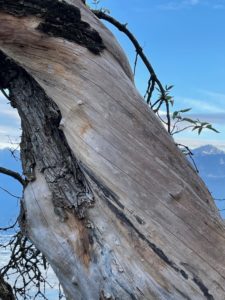 adopter un arbre Fondation Homme et Nature Thierry de Preux