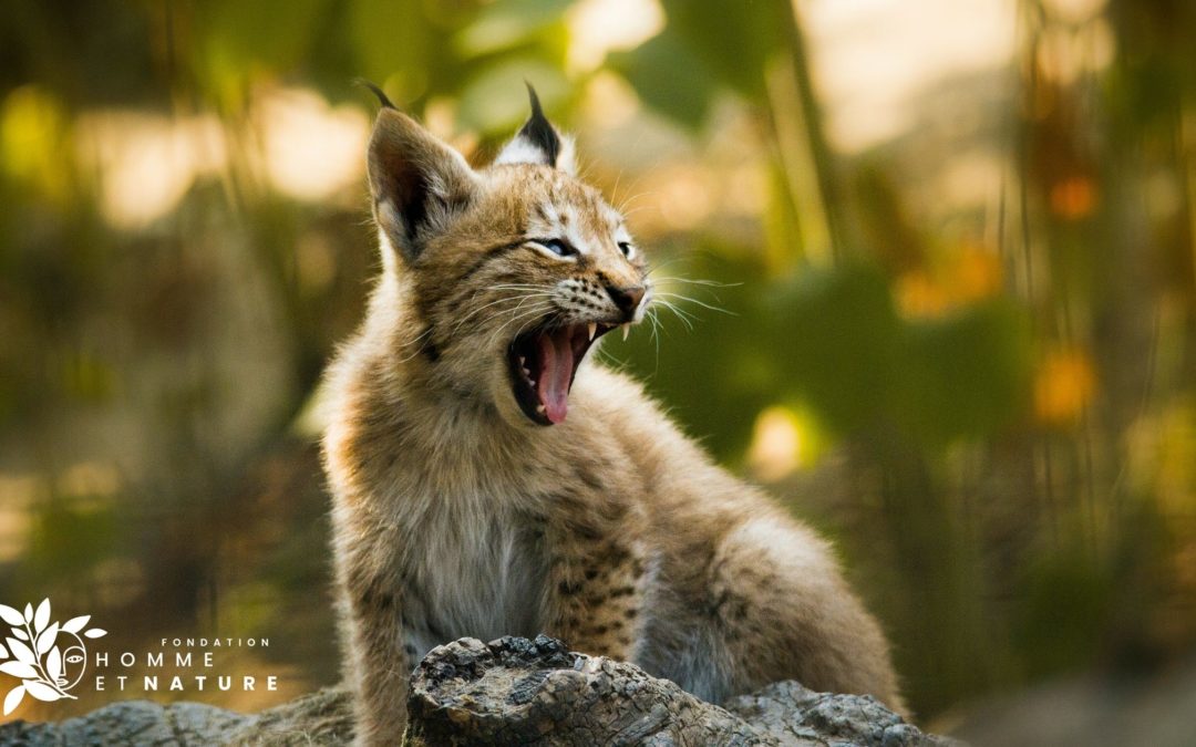 Laurent Geslin lynx Fondation Homme nature