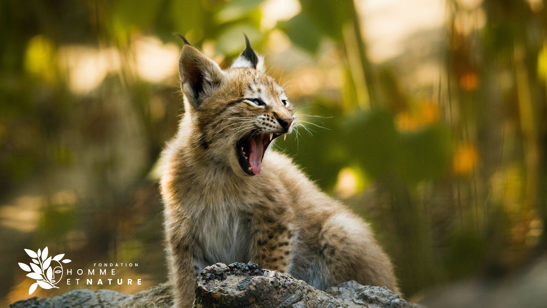 Lynx de Laurent Geslin : Sur les traces du félin dans le Jura