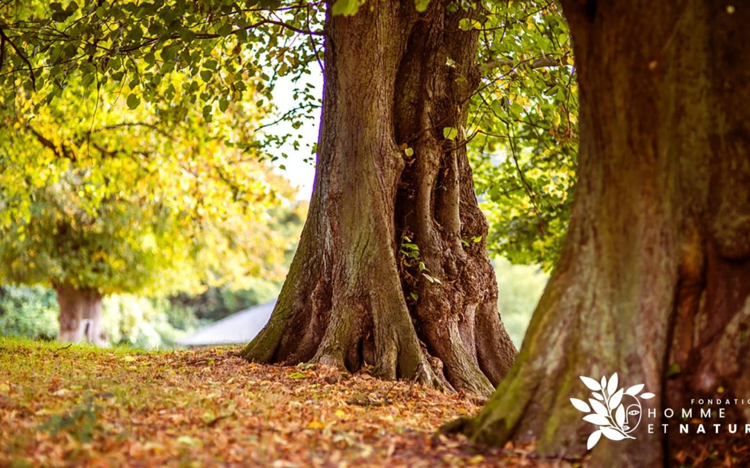 adopter un arbre Fondation Homme et Nature Thierry de Preux