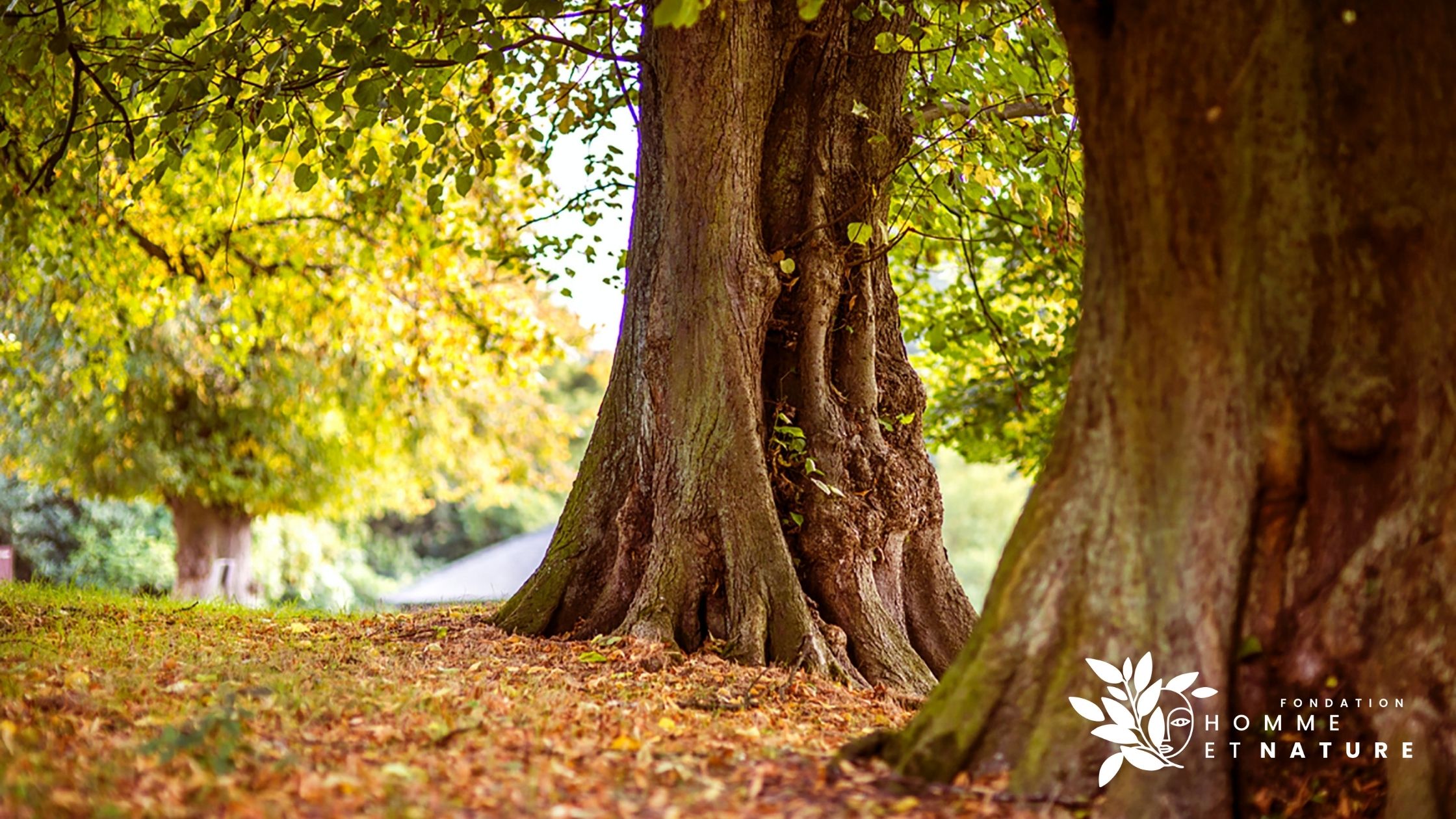 Et si vous adoptiez un arbre ?
