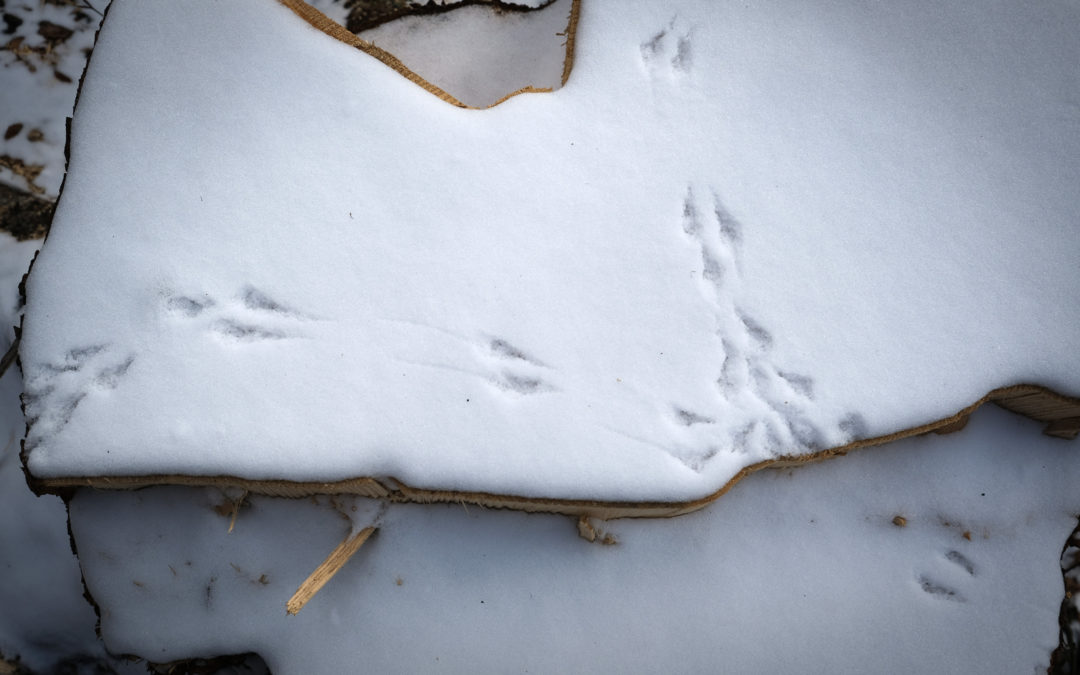 Balade guidée à la recherche des traces des animaux Fondation Homme et Nature
