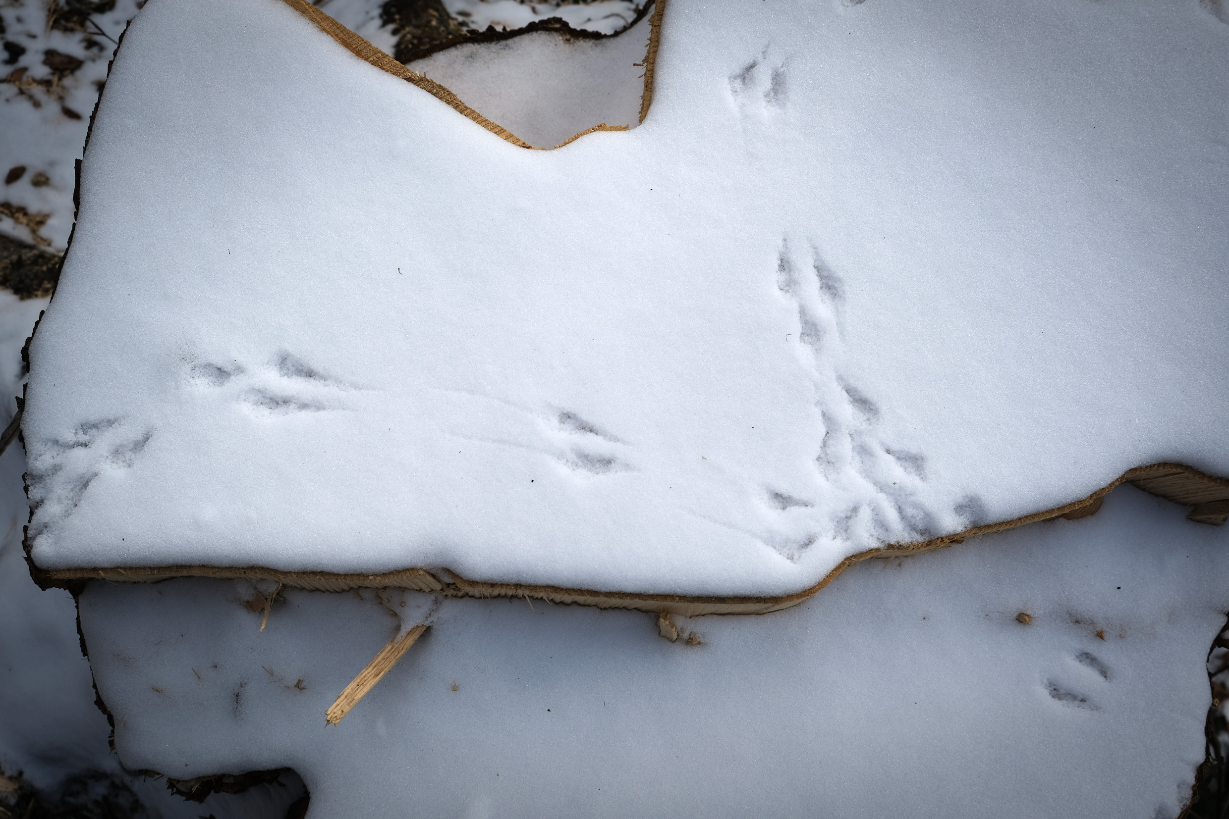 Balade guidée à la recherche des traces des animaux