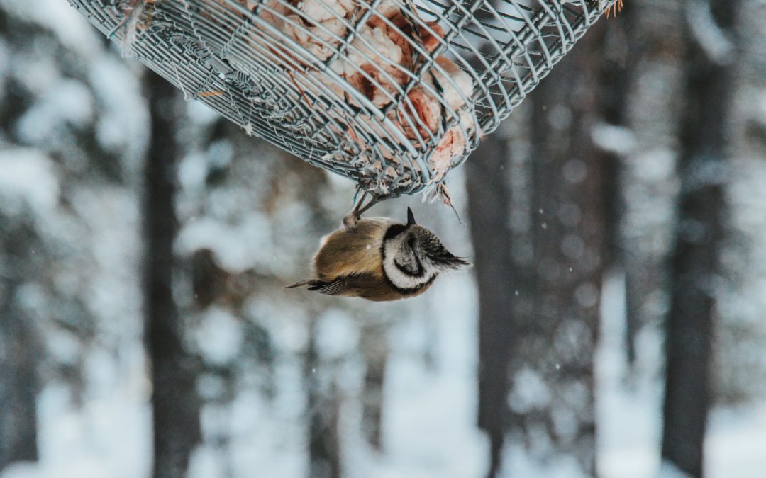 nourrir les oiseaux en hiver