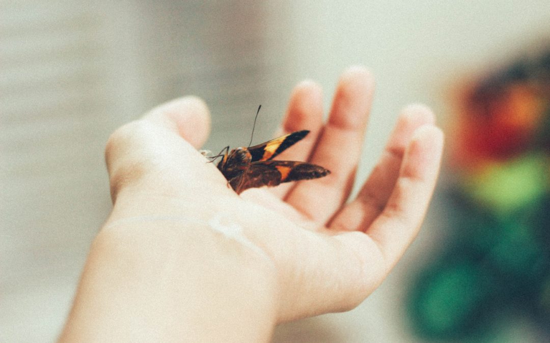 sauver le monde Fondation Homme et Nature