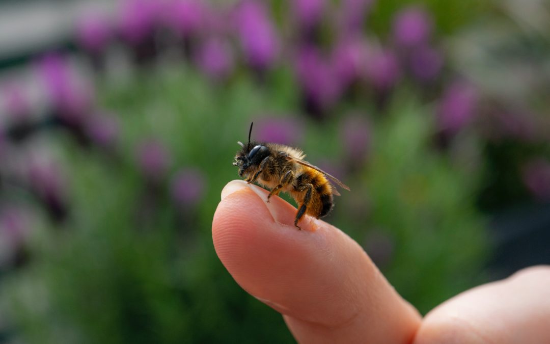 printemps Fondation Homme et Nature