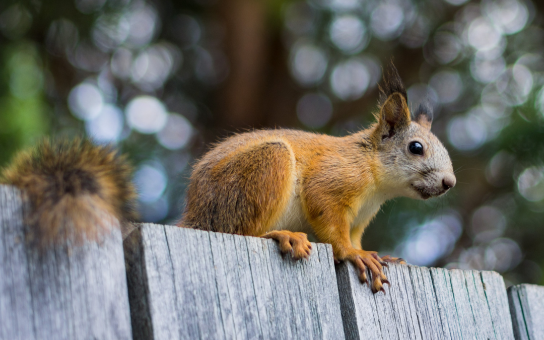 se connecter à la nature en ville Fondation Homme et Nature