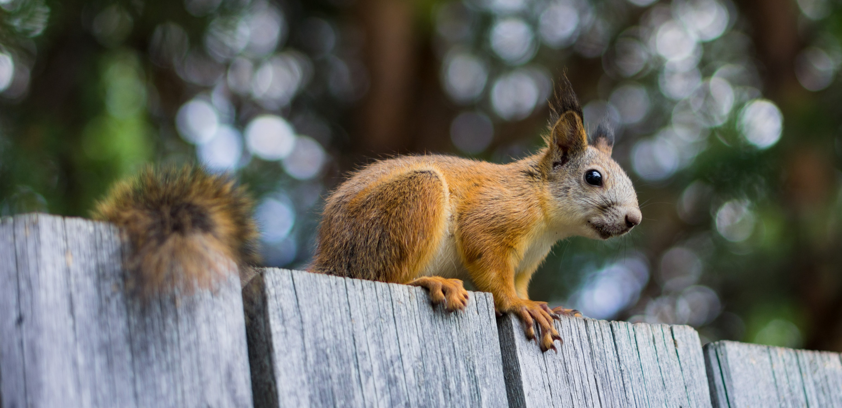 Comment se connecter à la nature en ville ?
