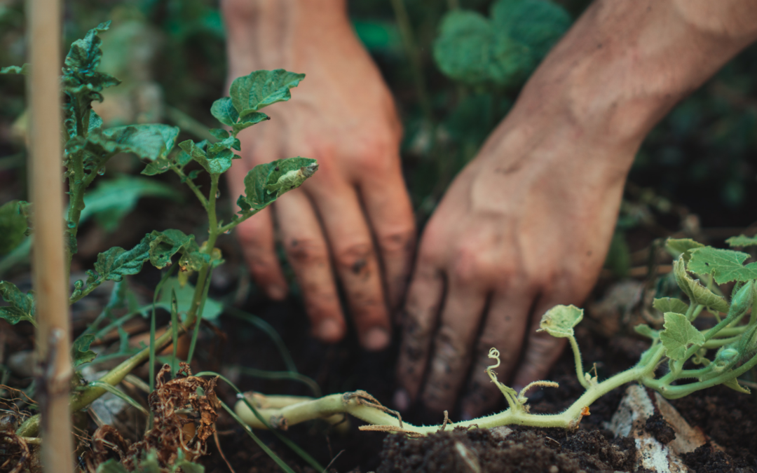 Cultiver son lien à la nature grâce au jardin 