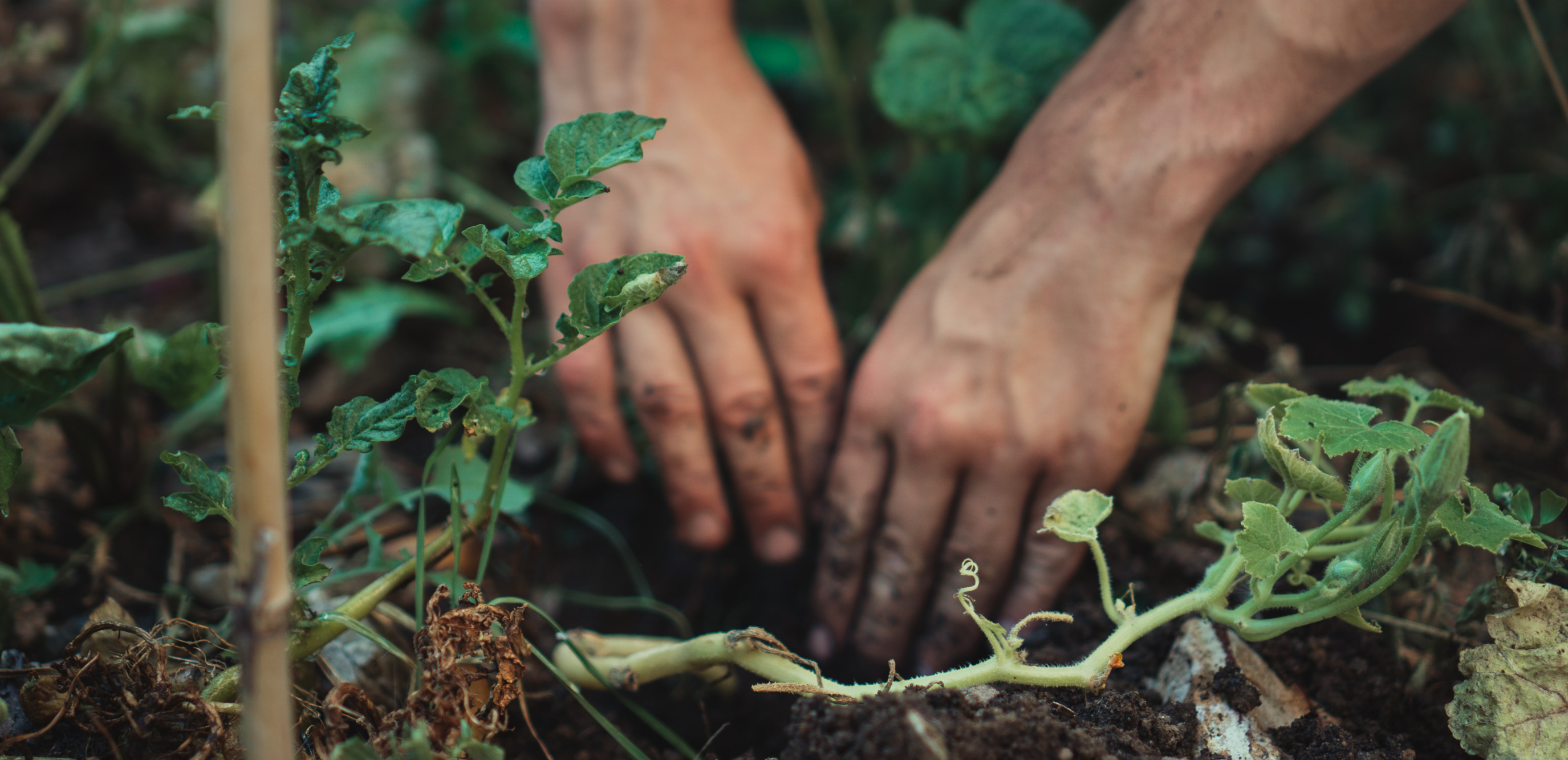 Cultiver son lien à la nature grâce au jardin 