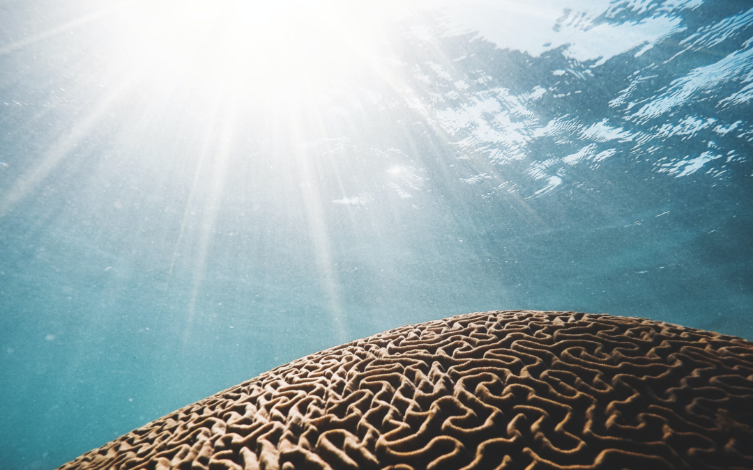 Michel le Van Quyen cerveau nature