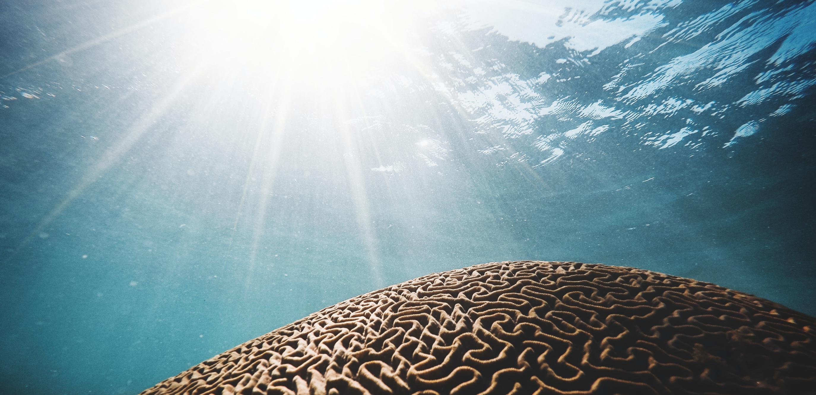 Michel le Van Quyen : Cerveau et Nature – Pourquoi nous avons de besoin de la beauté du monde