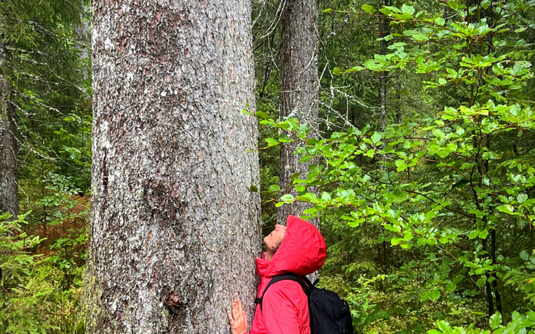 Bois de résonance Fondation Céline Renaud Homme et Nature