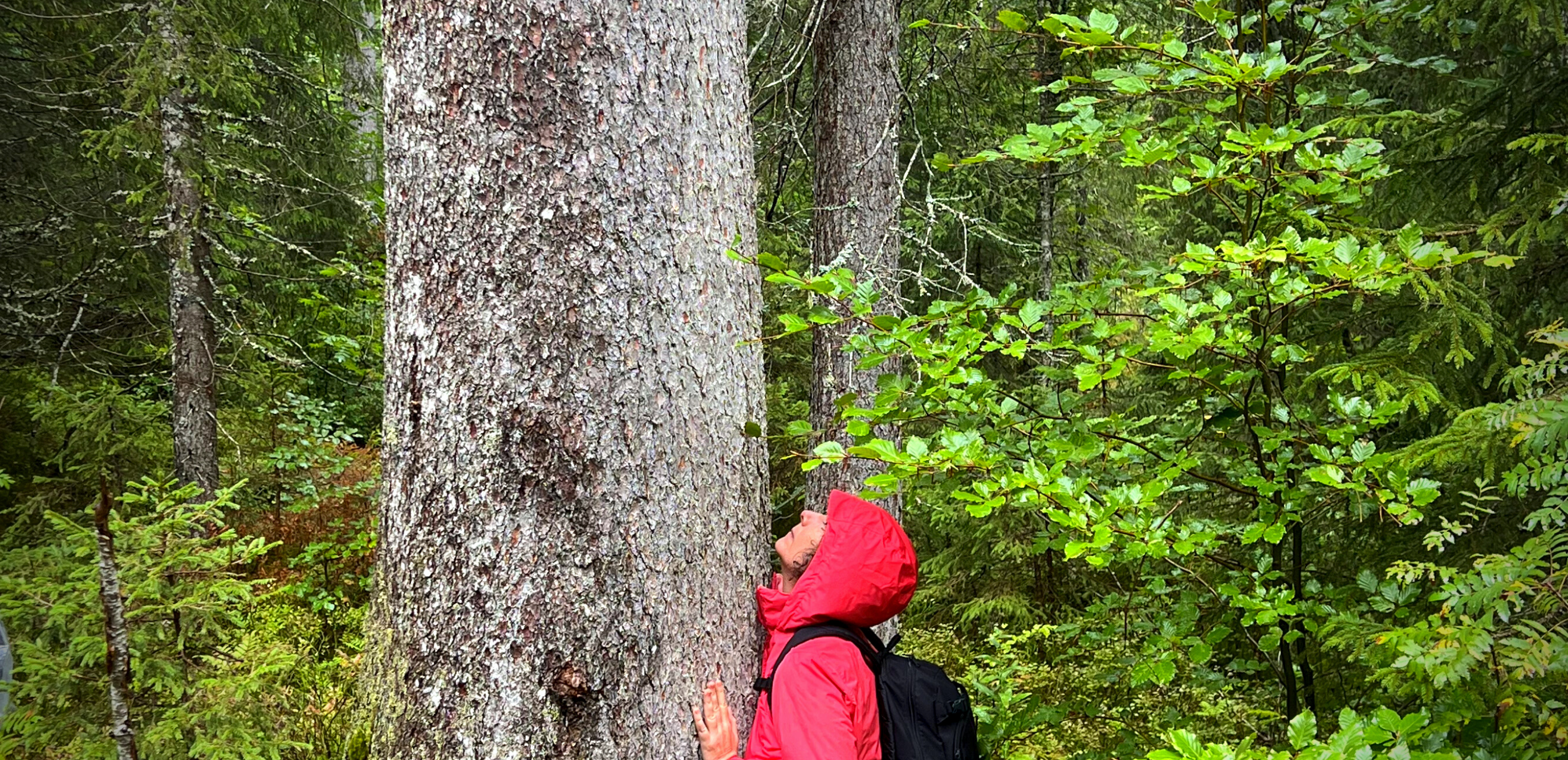 Une matinée autour du bois de résonance avec Céline Renaud