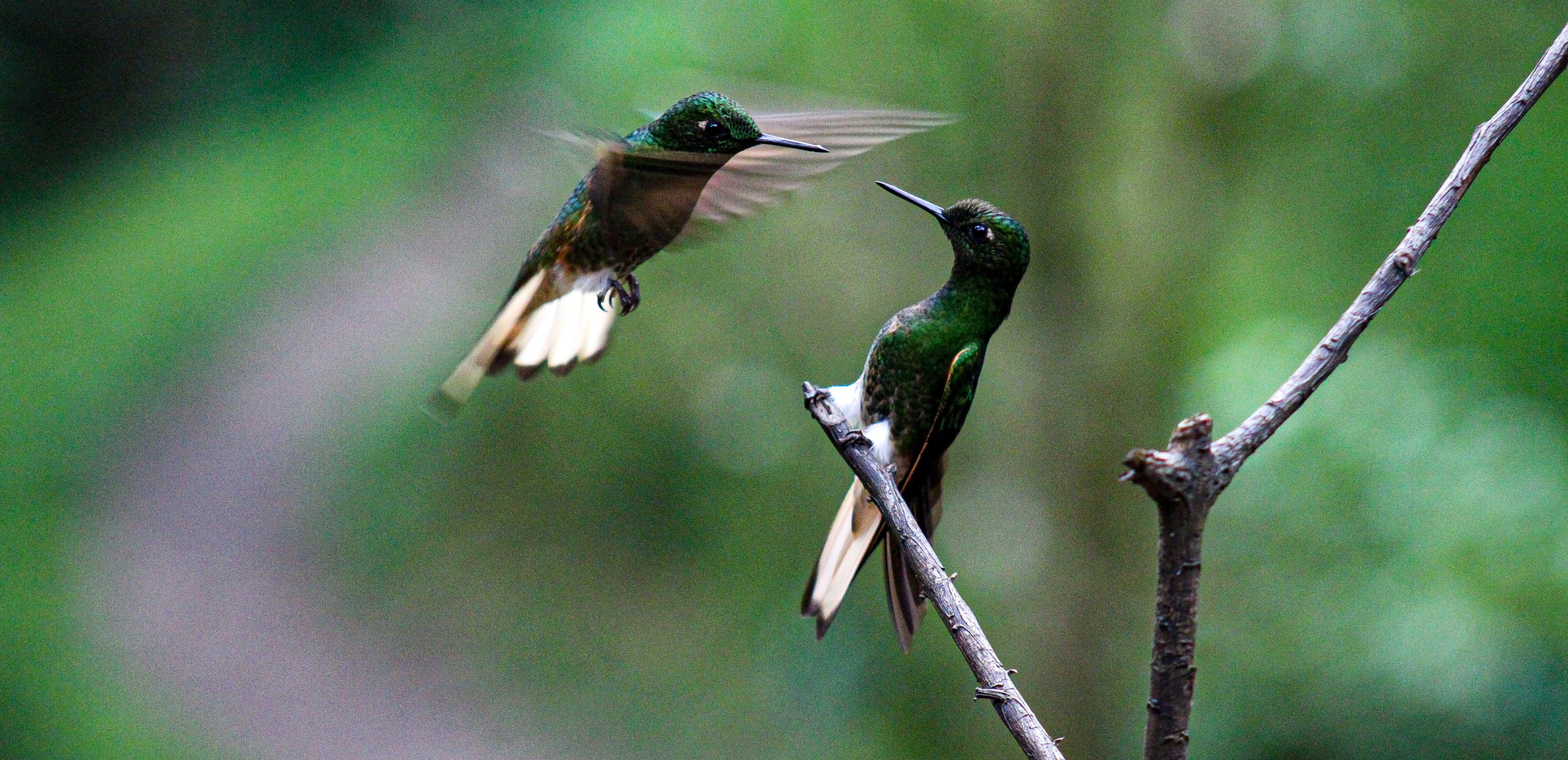 Notre part du colibri