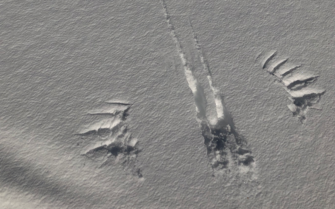 traces des animaux Walk Wild Fondation Homme Nature