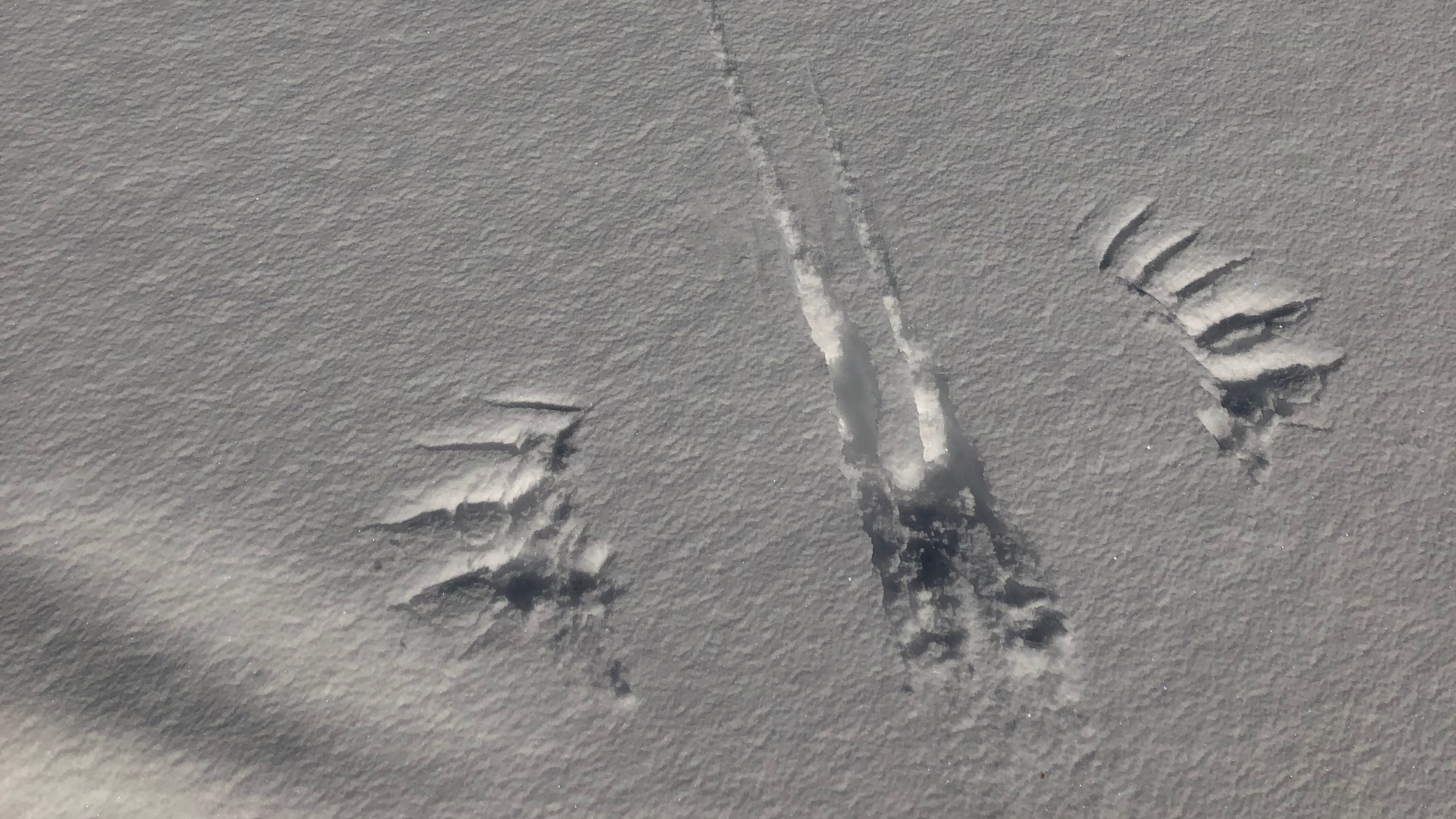 Question à l’expert : Quelles traces peut-on trouver dans la nature en hiver ?