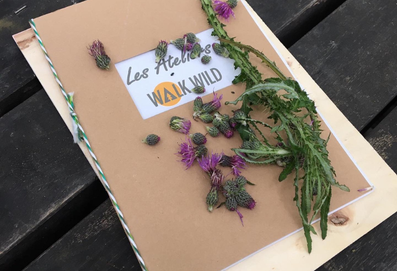 À la découverte des plantes sauvages Walk Wild Fondation Homme et Nature