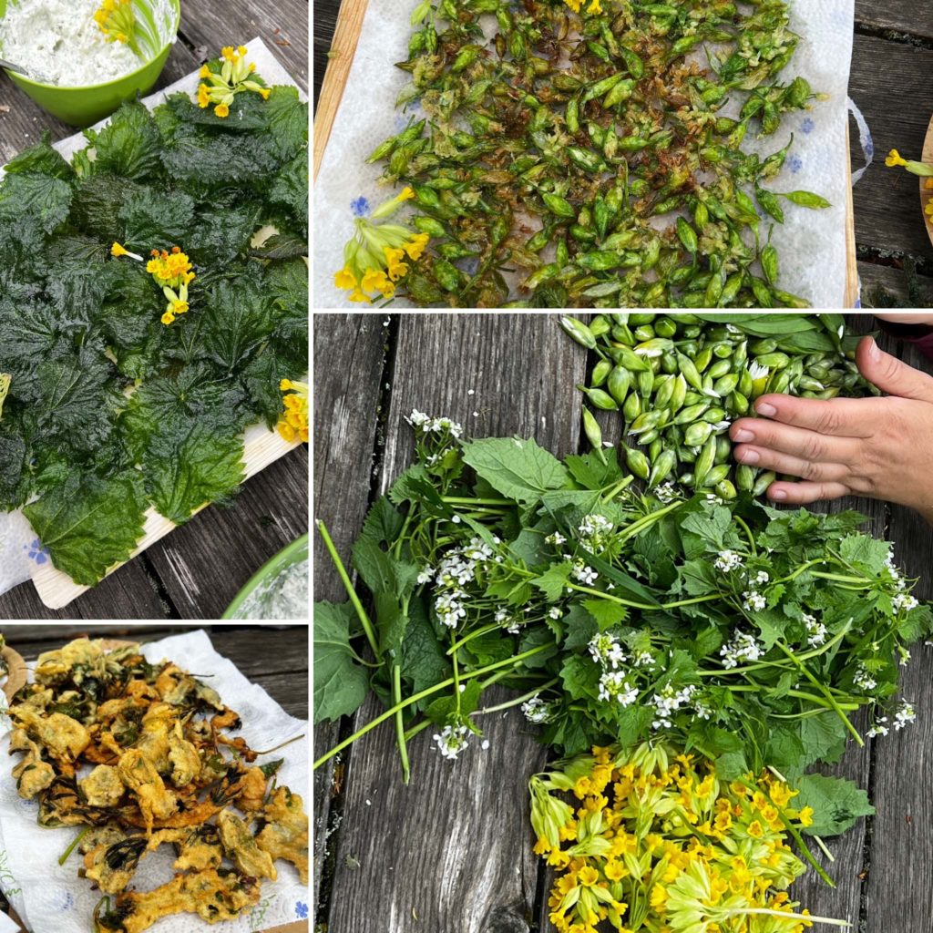 cueillette plantes sauvages Walk Wild Fondation Homme et Nature