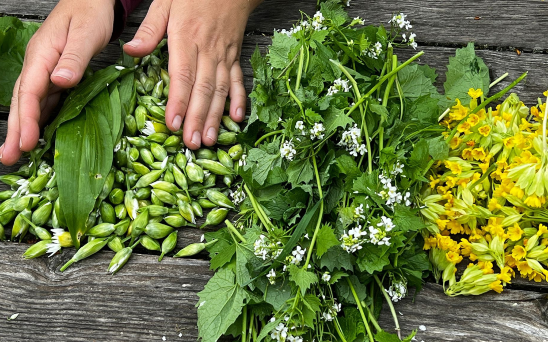 Cueillir plantes sauvages Fondation Homme et Nature Sabrina Malacorda
