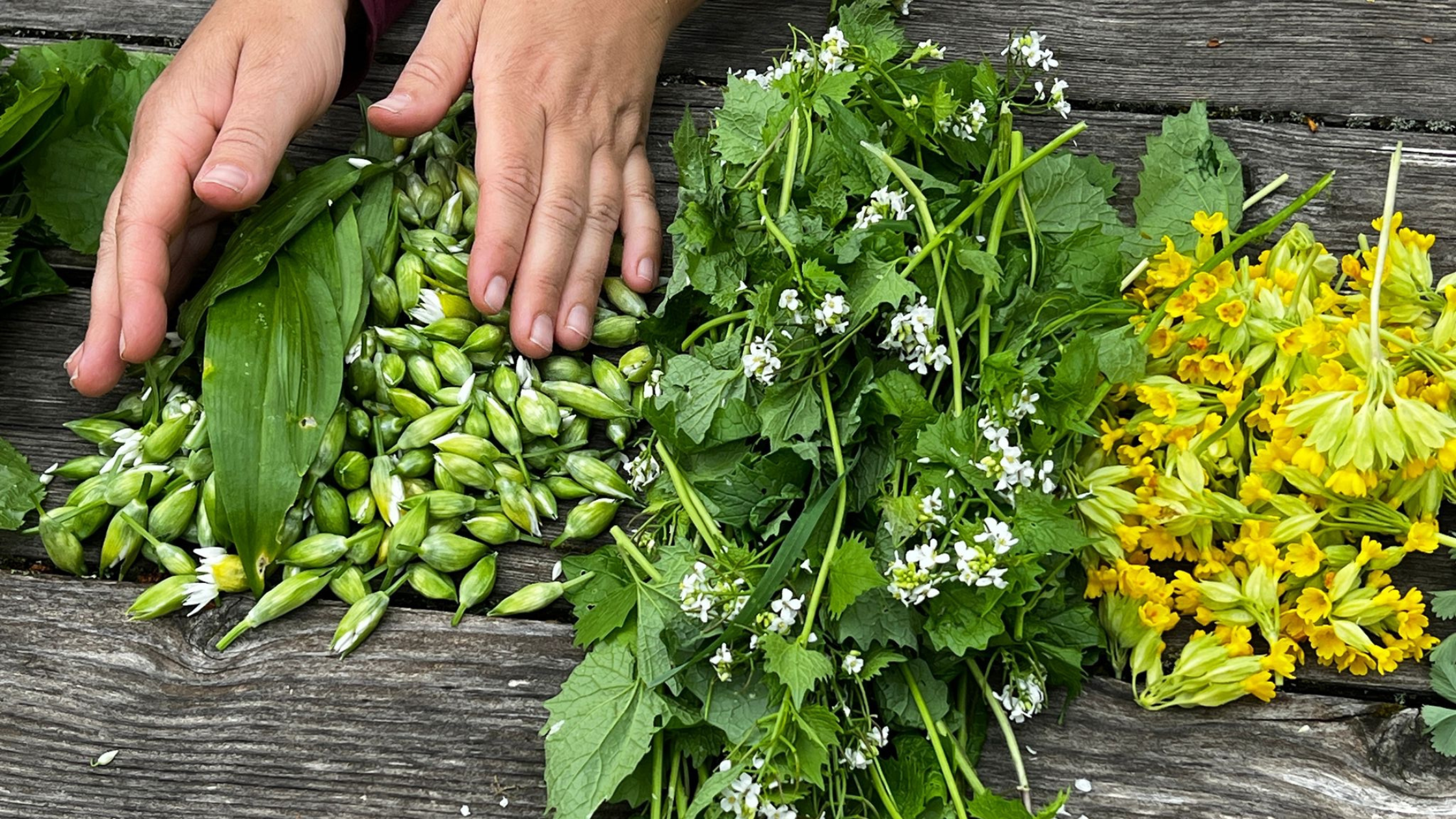 Comment cueillir les plantes sauvages ?