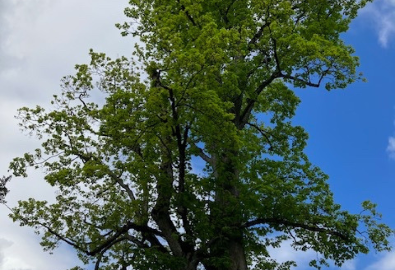 Arbr’Apéro : à la découverte du plus bel érable sycomore de Lausanne Homo Ecologicus fondation Homme et Nature