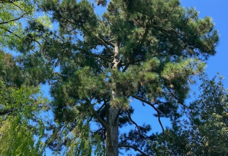 Arbr'Apéro Homo Ecologicus Fondation Homme et Nature