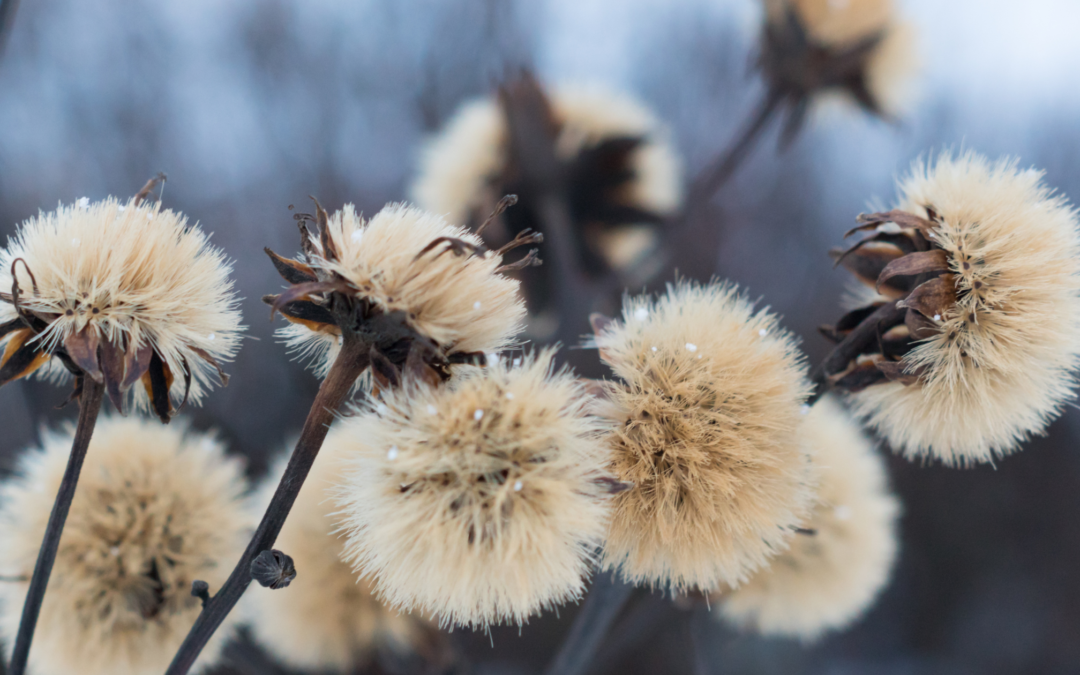 Fondation Homme et Nature Thierry de Preux
