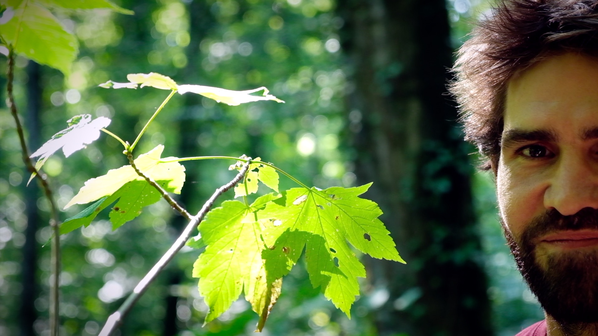 Daniel Groux : L&rsquo;homme qui grimpait aux arbres